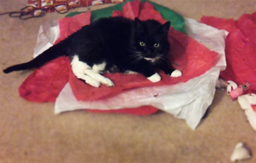 Calypso in January, 2015