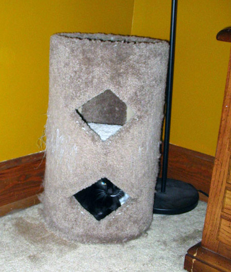 Calypso in Kitty Condo