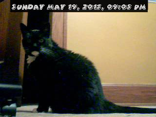 Pussycam webcam image