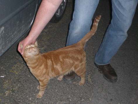 Roman stray cat
